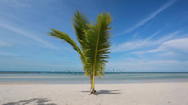 plage tropicale avec jeune palmier. balancer les feuilles sur un vent 