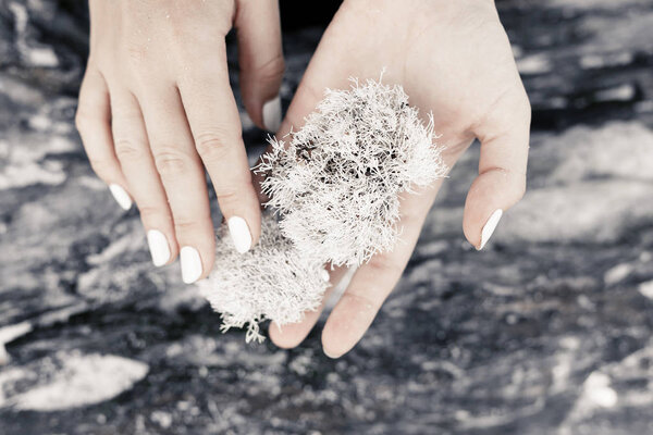 close up of woman hands holding natural object on wooden backgro