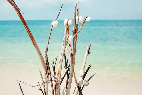 Weiße Muscheln auf tropischem Meerblick Hintergrund — Stockfoto