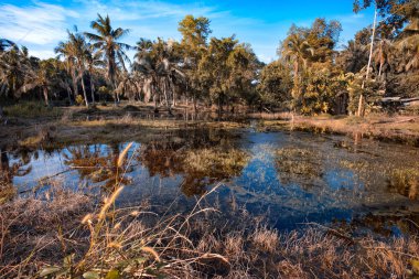 palmiye ağaçları reflextion göl, tropik ada yatay