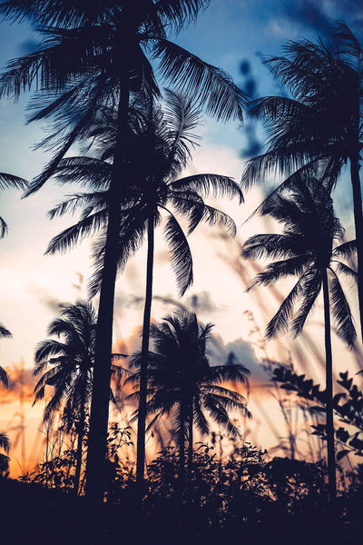 palm trees silhouette at sunset