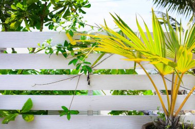 Sahilde yaprakları olan beyaz çitler.