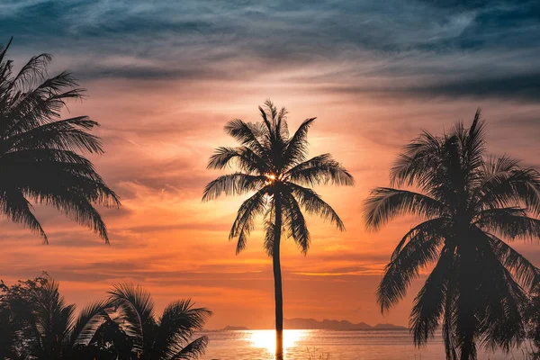 Tropische Zonsondergang Met Pal Bomen Aan Het Strand — Stockfoto