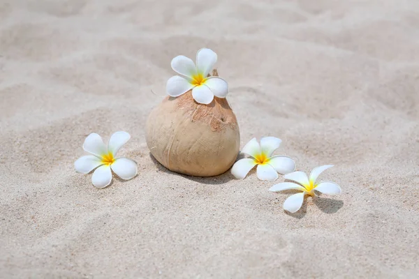 Вид Кокосового Ореха Цветами Пляже — стоковое фото