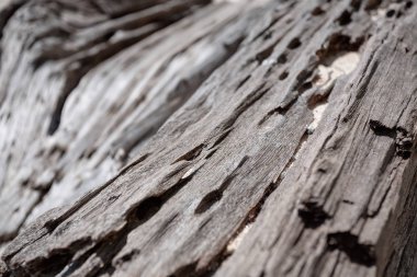 Doğal desenli eski ahşap doku.