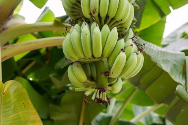 Yeşil ağaçta muz demetinin yakın görüntüsü