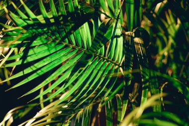 Muhteşem tropikal doğa manzarası.