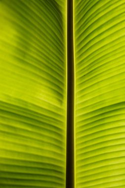 Güzel tropikal taze palmiye detayları