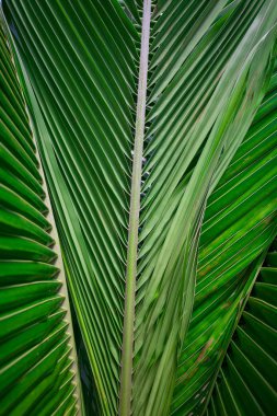Güzel tropikal yapraklar yakın çekim görüntüsü