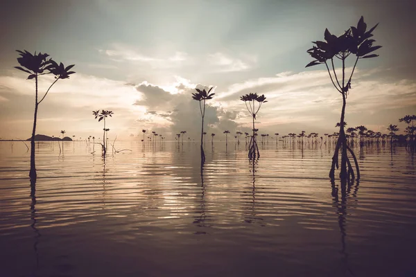scenic silhouette of beautiful beach at sunset