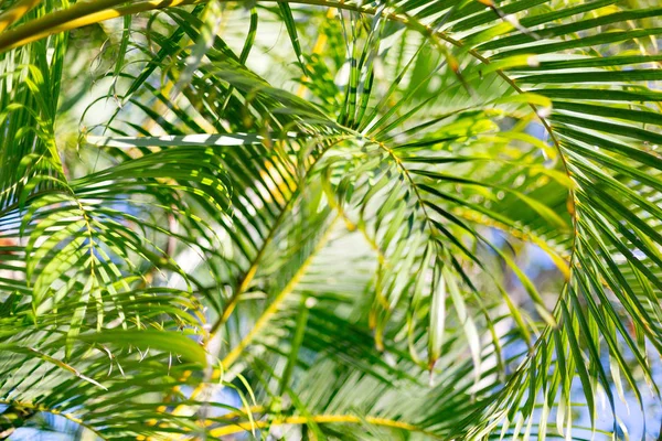 Vista Cerca Las Hojas Verdes Frescas — Foto de Stock