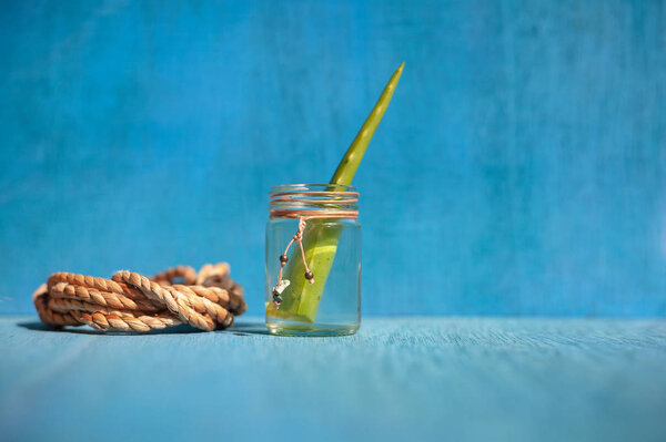 fresh aloe in glass on blue background