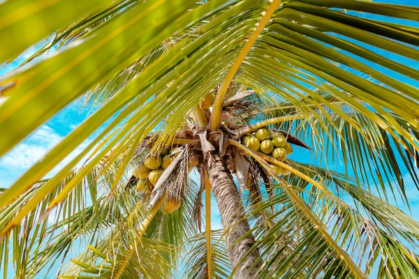 Palm Med Blå Himmel — Stockfoto