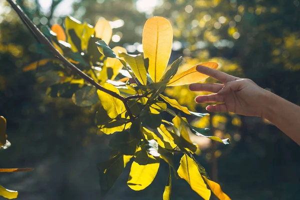 Улучшенный Вид Свежих Зеленых Листьев Рукой — стоковое фото