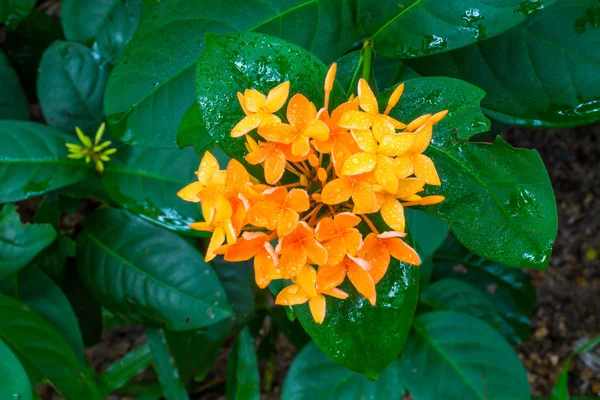 Orange Ixora mit Wassertropfen — Stockfoto