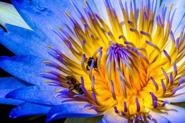 Closeup lotus met bijen binnen — Stockfoto