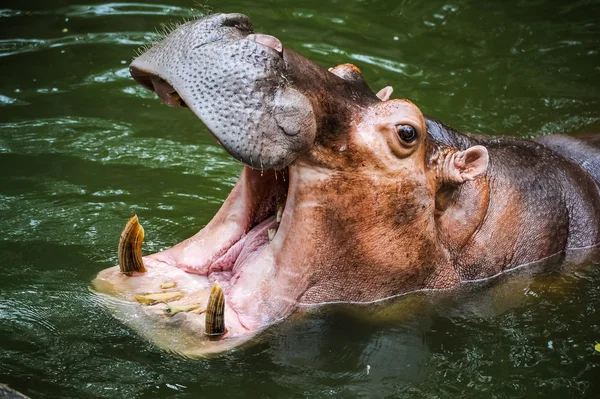 Flodhäst öppna munnen. — Stockfoto