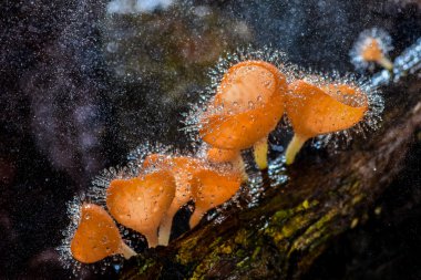 Toz boya su ile kıllı mantar.