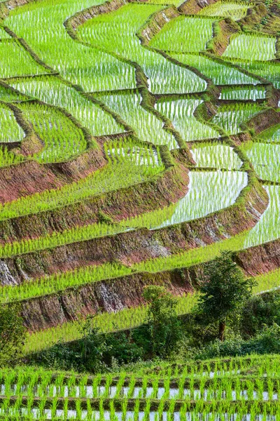 Passo a passo da fazenda de arroz — Fotografia de Stock