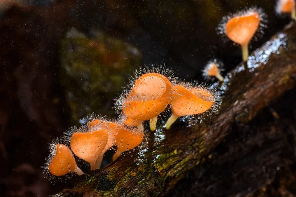 Hairy mushroom with sprayed water. — Stock Photo, Image