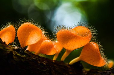 Su damlaları ile kıllı mantar.