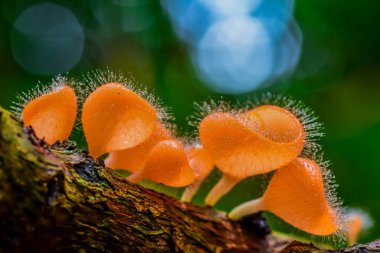Su damlaları ile kıllı mantar.