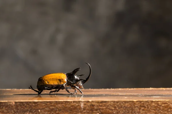 Beetle on wooden table — Stock Photo, Image