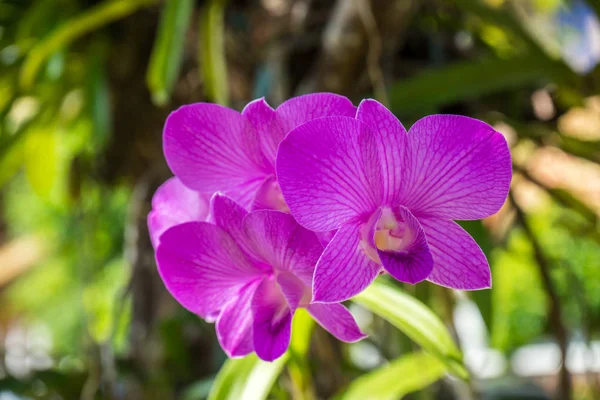 Orchidea kwiat w błyszczący dzień — Zdjęcie stockowe