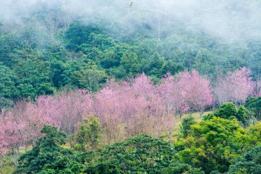 Grup vahşi Himalaya kiraz