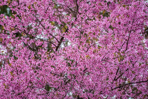 Branches de cerisier sauvage de l'Himalaya — Photo