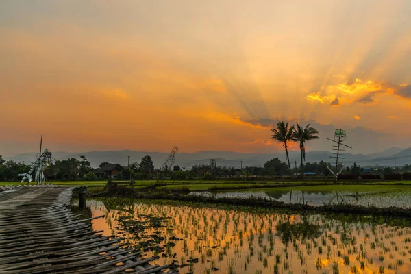 Vista rural da exploração de arroz — Fotografia de Stock