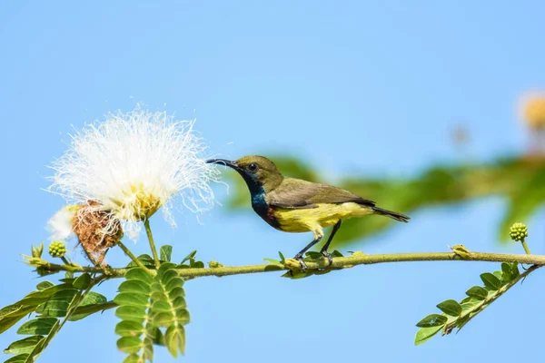 Zeytin destekli sunbird — Stok fotoğraf