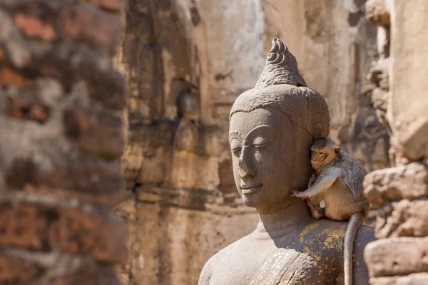 Immagine di Buddha con scimmia in rovina antica . — Foto Stock