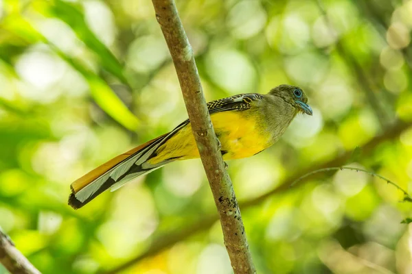 Orangenbrust-Trogon — Stockfoto