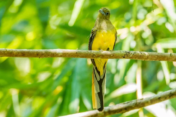 Trogon dal petto arancione — Foto Stock