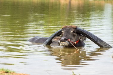 Bataklıkta ekstra uzun boynuz ile buffalo