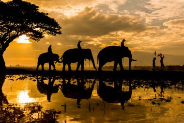 Çalışma filler iki çocuk takip