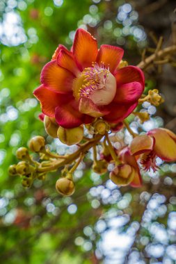 Bokeh arka plan çiçeklerle Sal