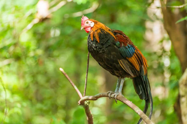 Thai native chicken holding branch — Stock Photo, Image