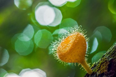 Tropikal orman kıllı mantar
