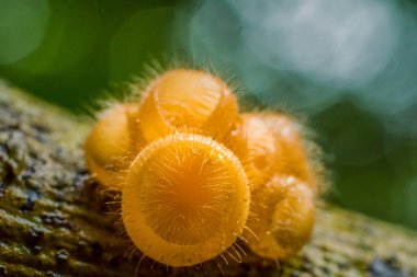 Tropikal orman kıllı mantar