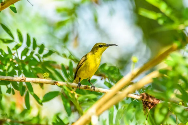 Uccello da sole femmina dorso d'oliva — Foto Stock