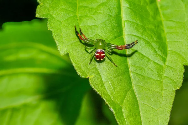 Зеленый паук на листе — стоковое фото