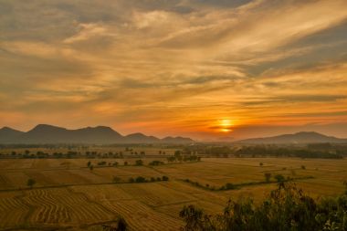 Pirinç çiftlik hasat sonrası