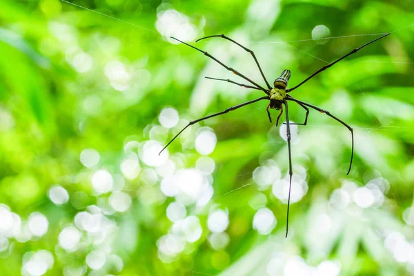 Spindel med dess web — Stockfoto