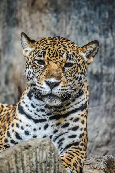 Acostado leopardo —  Fotos de Stock