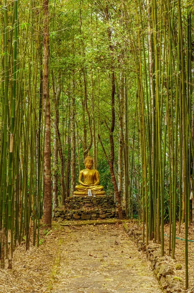 Golden Buddha obraz pomiędzy bambus — Zdjęcie stockowe