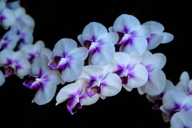 Beyaz Siyah bckground orkide