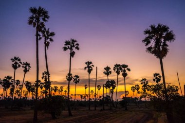 Siluet şeker palmiye ağacı pirinç çiftlikte