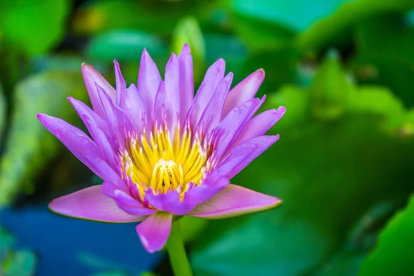 沼の蓮の開花 — ストック写真